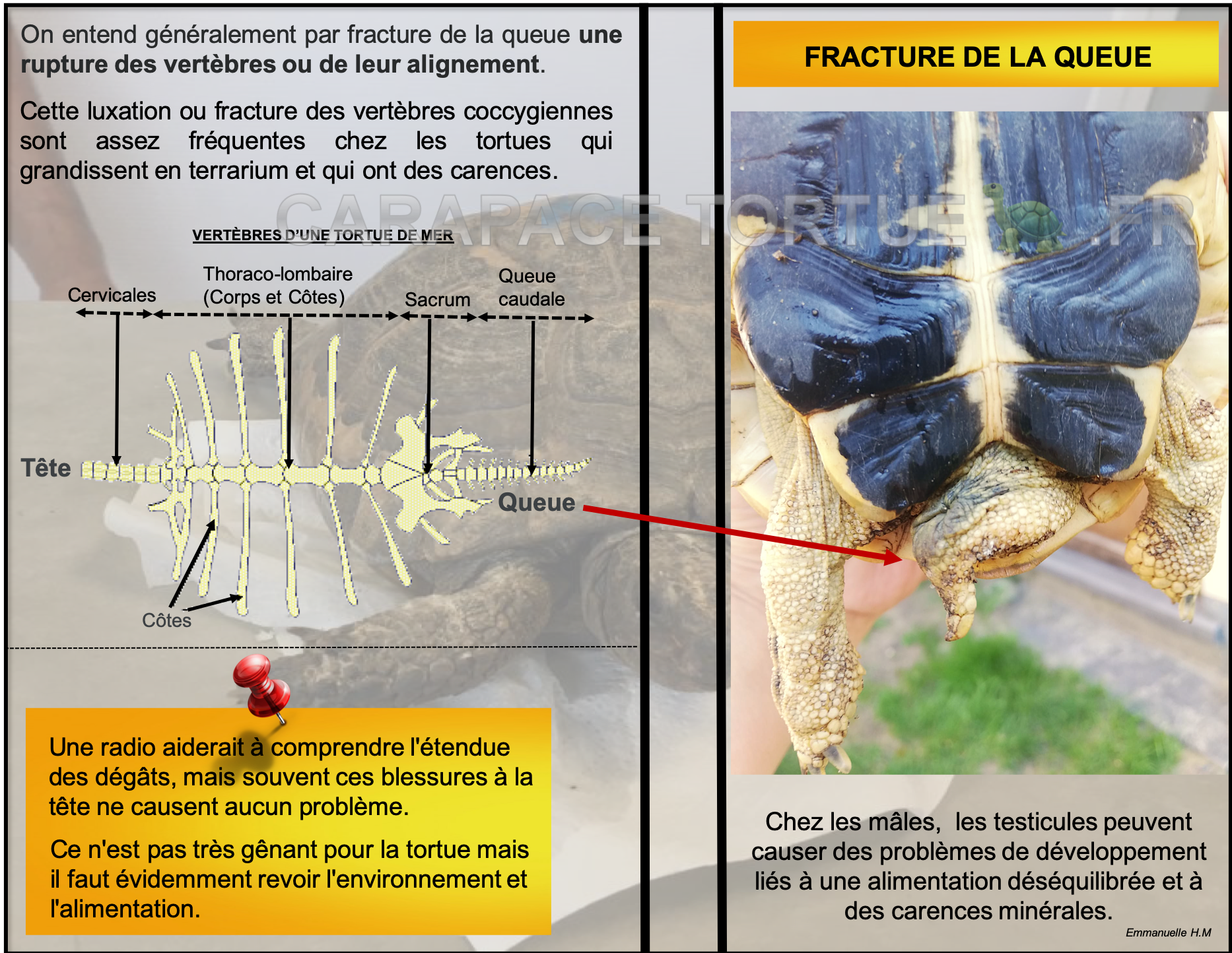 Fracture queue tortue