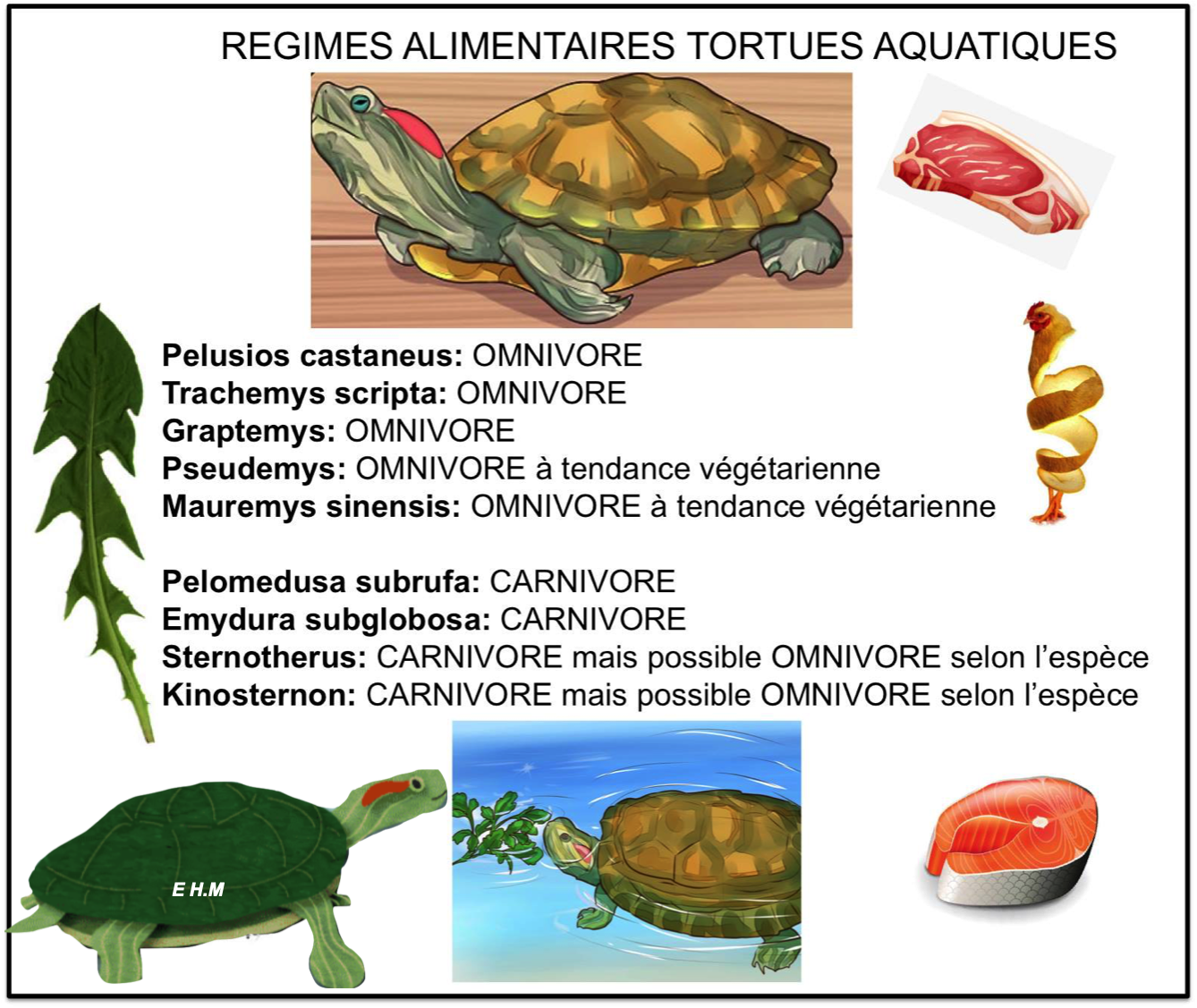 Nourriture Tortue Aquatique - Alimentation Tortue Aquatique - La