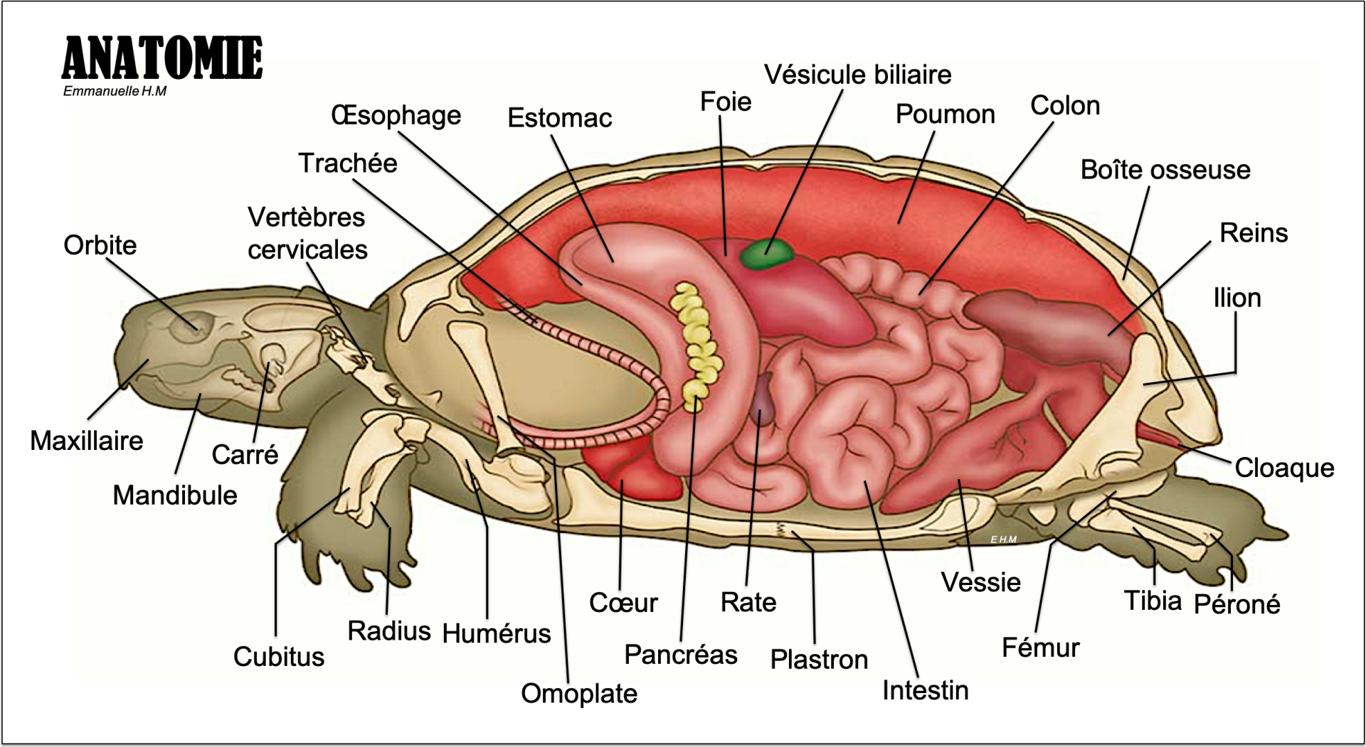 Tortue anatomie